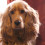 Ceca