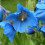 silverblue