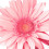Sunfllowers