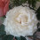 Camila_1712