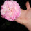 AnnabelLee