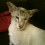kittykatcris