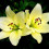 huda.yousef