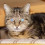 juliacat