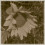 Nice Sunflower