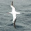albatros
