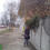 linden tree