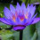 water lily