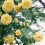 sunshine3215