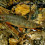 salvelinus