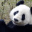 Panda_bear
