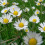 daisy_swayze