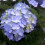 T.Mara