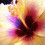 aromaticprincess