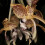 Stanhopea