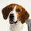 thescentedhound