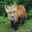 tyson-fox2931