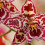 orchidlover