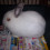 lila.bogea