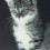 funny creature