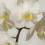 debi0221
