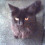 DOMINOCAT
