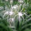 divinesoul