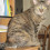 mew.kitty