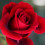 perfumeloverforever