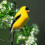 Goldfinch