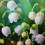 lilyofthepally