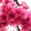 CHERRY BLOWSOME