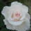 lottie58