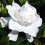 florblanca