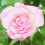 inbloom222