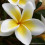 Plumeria
