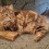 purrz11
