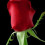 Spring rose