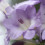 TeaAndRoses