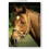 theredpony