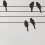 birds_on_a_wire