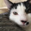 Puddy Cat