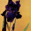 blacktaffeta
