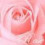 roseredlolita