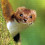 weasel