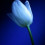 tulpe