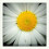 field_of_daisies