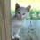 Kittycat63