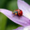 Ladybird2