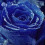 Blue-Rose